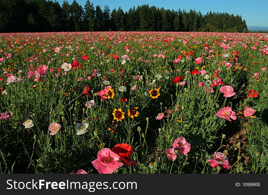 Poppy field, Mt. Angel, Oregon. Poppy field, Mt. Angel, Oregon