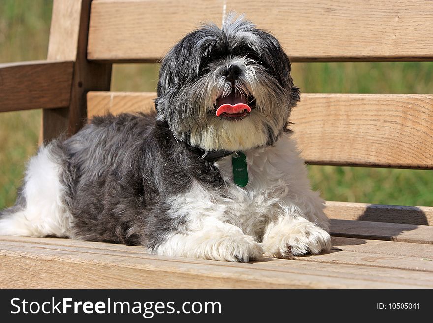 Dog Animal / Shih Tzu