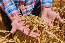 Male Hand Holding A Golden Wheat Ear Royalty Free Stock Photos