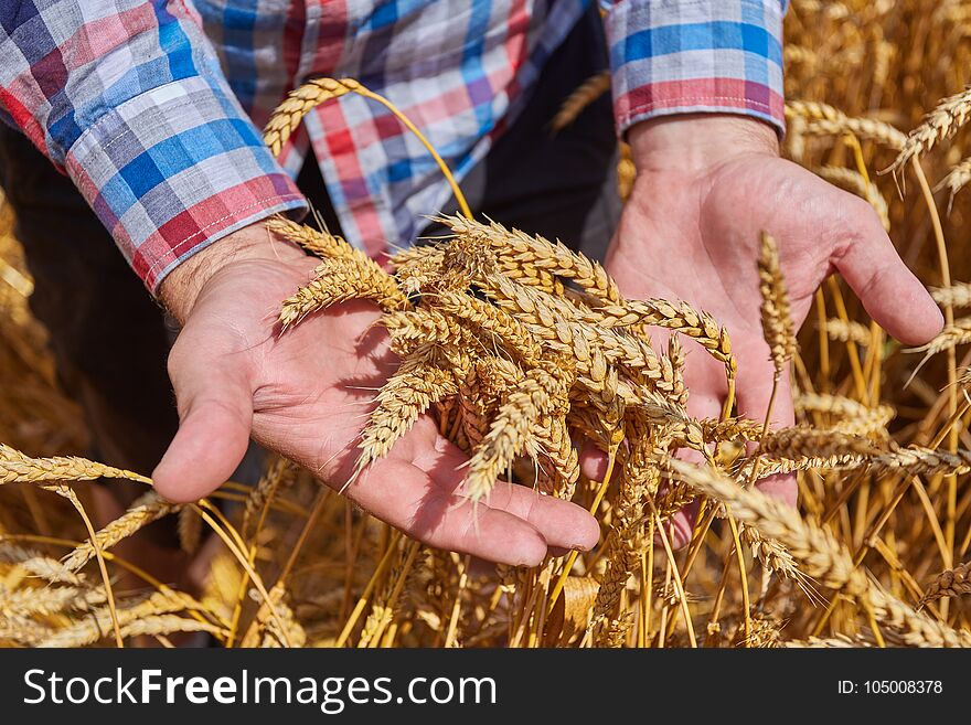 Male hand holding a golden wheat ear