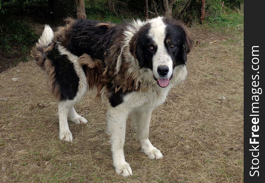 Bucovina Shepherd Dog.