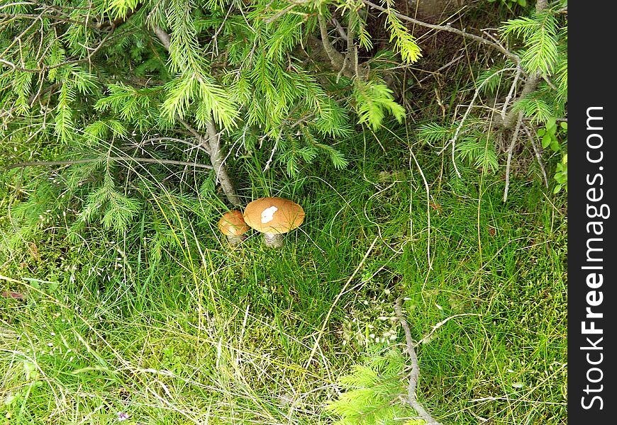 Mountain vegetation Wild mushrooms. Mountain vegetation Wild mushrooms.