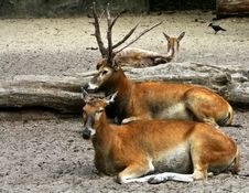 Deers Resting Royalty Free Stock Photography