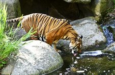 Tiger Drinking Stock Image