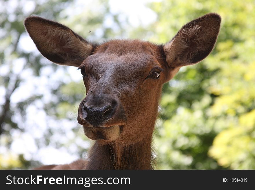 Female Wapiti Portrait