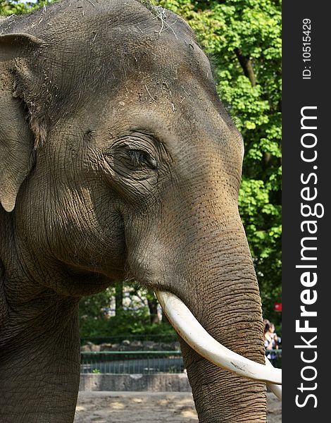 An elephant photo taken at Berlin Zoo