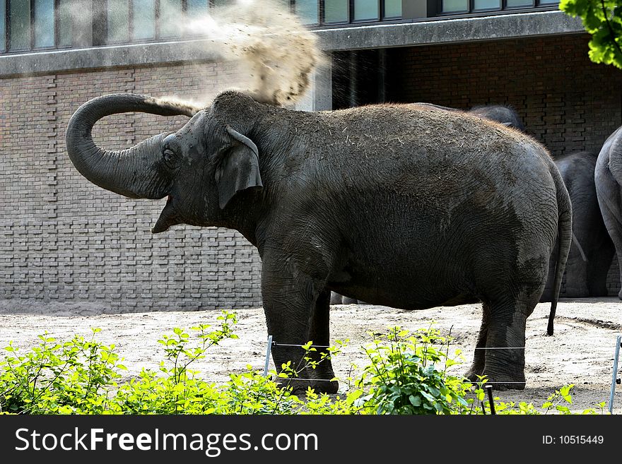 An elephant dusting itself down at Berlin zoo