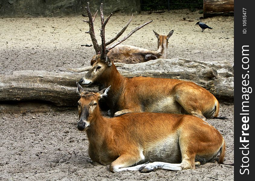 Deers resting