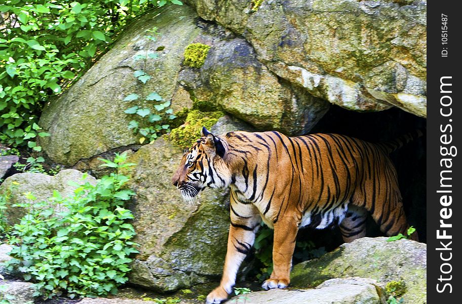 A tiger coming from its cave. A tiger coming from its cave