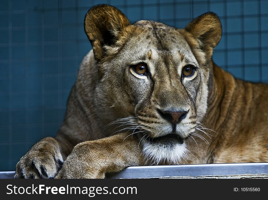 A Lioness laying down on a shelf in the lions enclosure at Berlin zoo. A Lioness laying down on a shelf in the lions enclosure at Berlin zoo