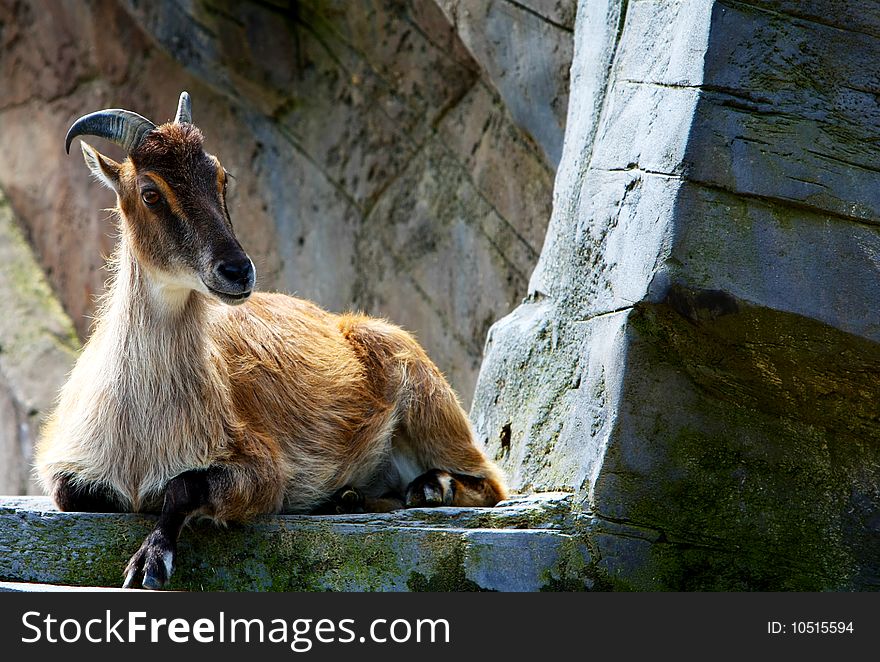 A mountain goat resting on rocks at Antwerp Zoo