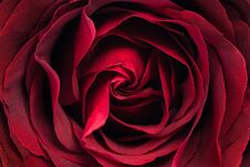 Red Rose Flower Abstract Texture Close Up Stock Image