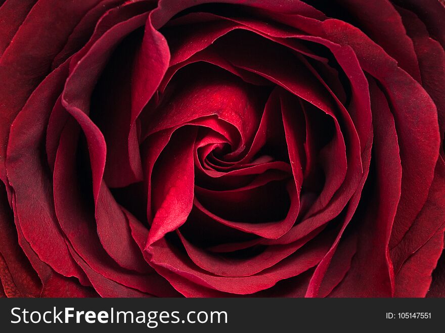 Red Rose Flower Abstract Texture Close Up