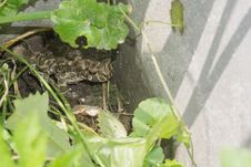 Frog In The Garden Stock Image