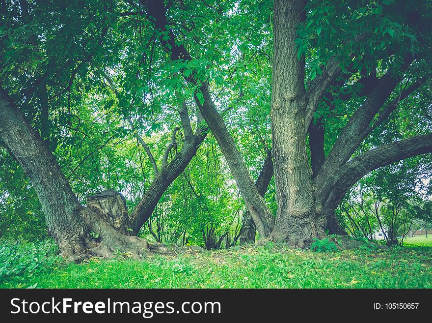 Big crooked trees with green leafs in the city park at early autumn, filtered. Big crooked trees with green leafs in the city park at early autumn, filtered.