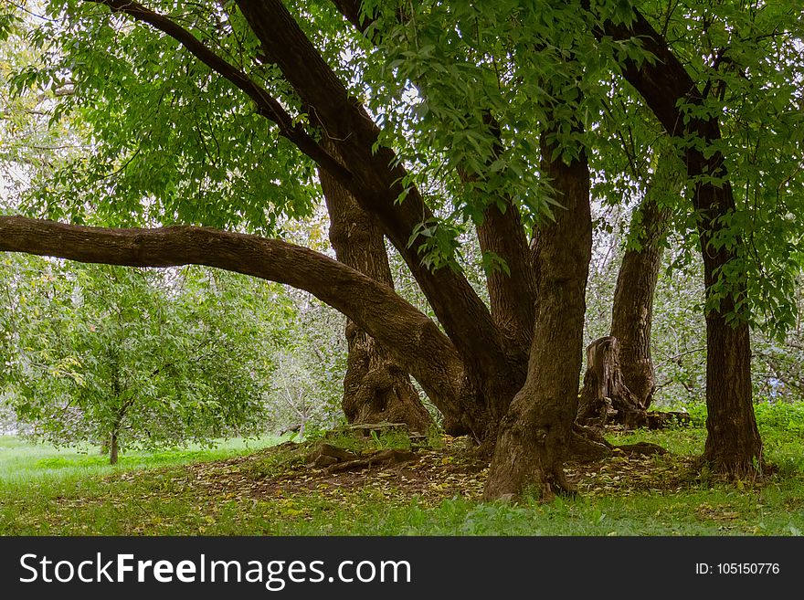 Green Crooked Trees In The Park