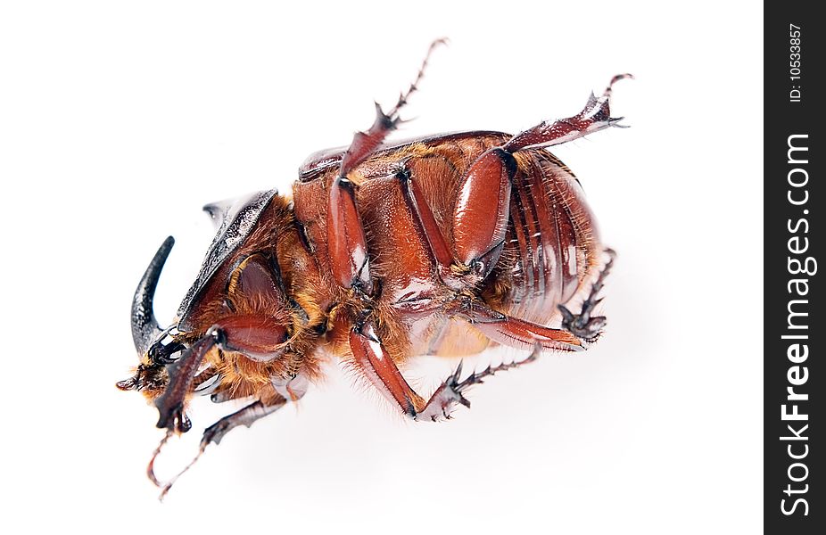 Rhinoceros beetle isolated on white background.