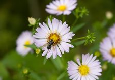 Echinacea (coneflower) Anf Fly Stock Image Echinacea (coneflower) Anf Fly Stock Image