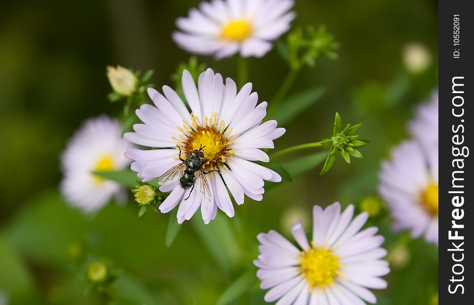 Echinacea (coneflower) anf fly