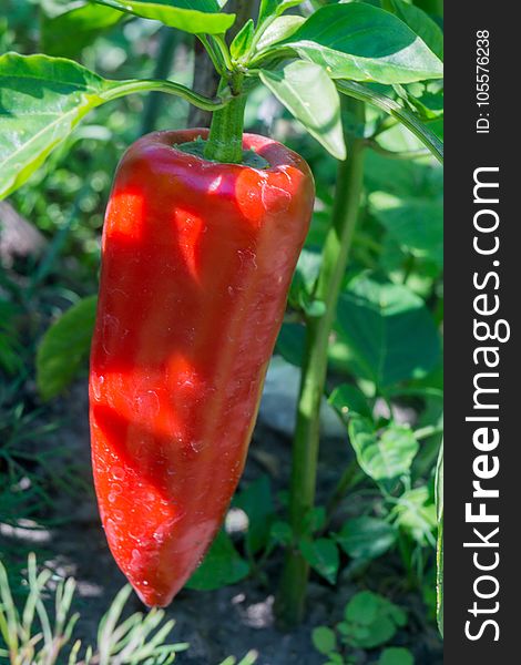 Fresh tasty sweet pepper ripening in the garden. Fresh tasty sweet pepper ripening in the garden.