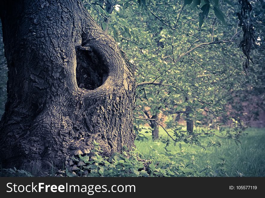 Hole in the trunk of an old tree in the park vintage background. Hole in the trunk of an old tree in the park vintage background.