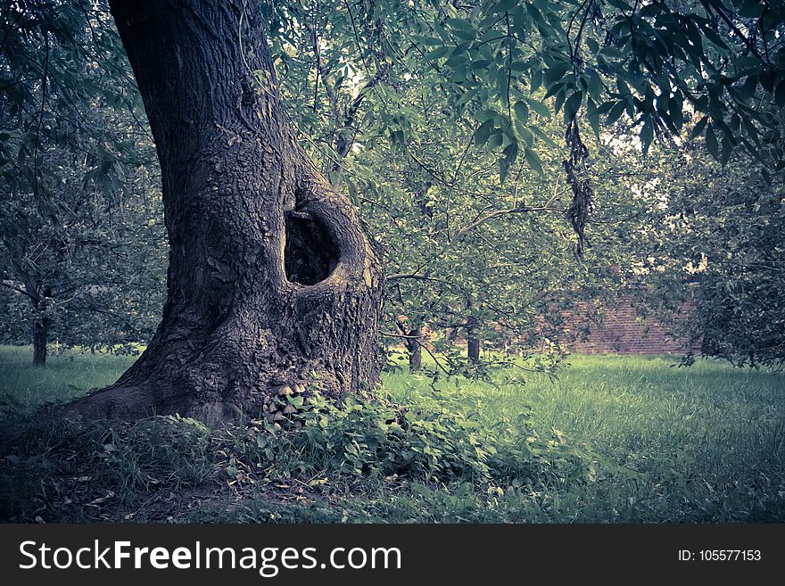 Hole in the trunk of an old tree in the park vintage background. Hole in the trunk of an old tree in the park vintage background.