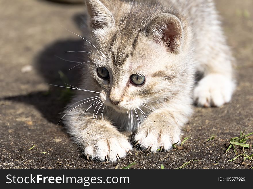 Cute grey striped kitten playing outdoor at the sunny day. Cute grey striped kitten playing outdoor at the sunny day.