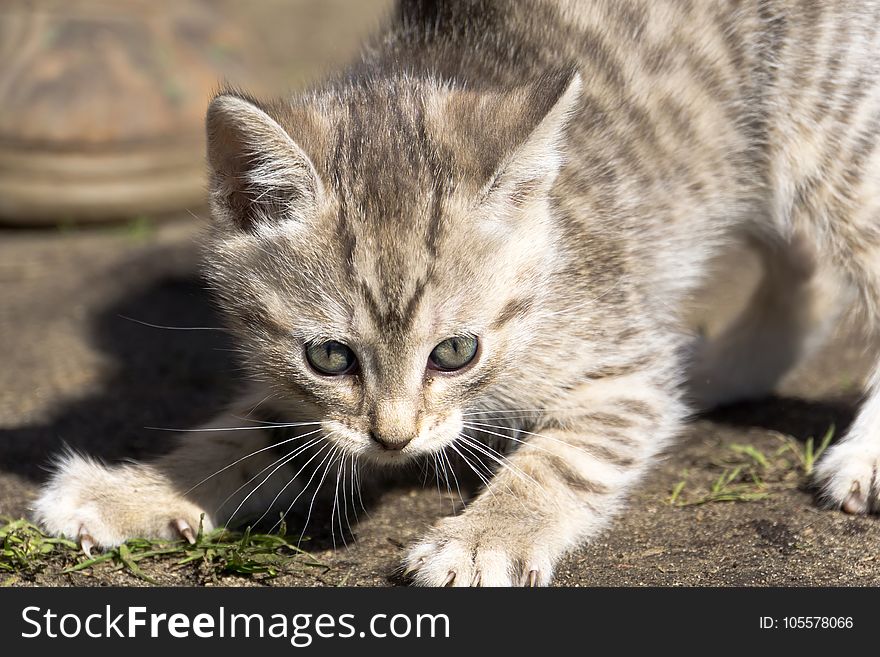 Cute grey striped kitten playing outdoor at the sunny day. Cute grey striped kitten playing outdoor at the sunny day.