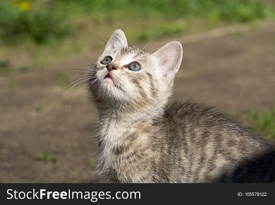 Cute grey striped kitten playing outdoor at the sunny day. Cute grey striped kitten playing outdoor at the sunny day.