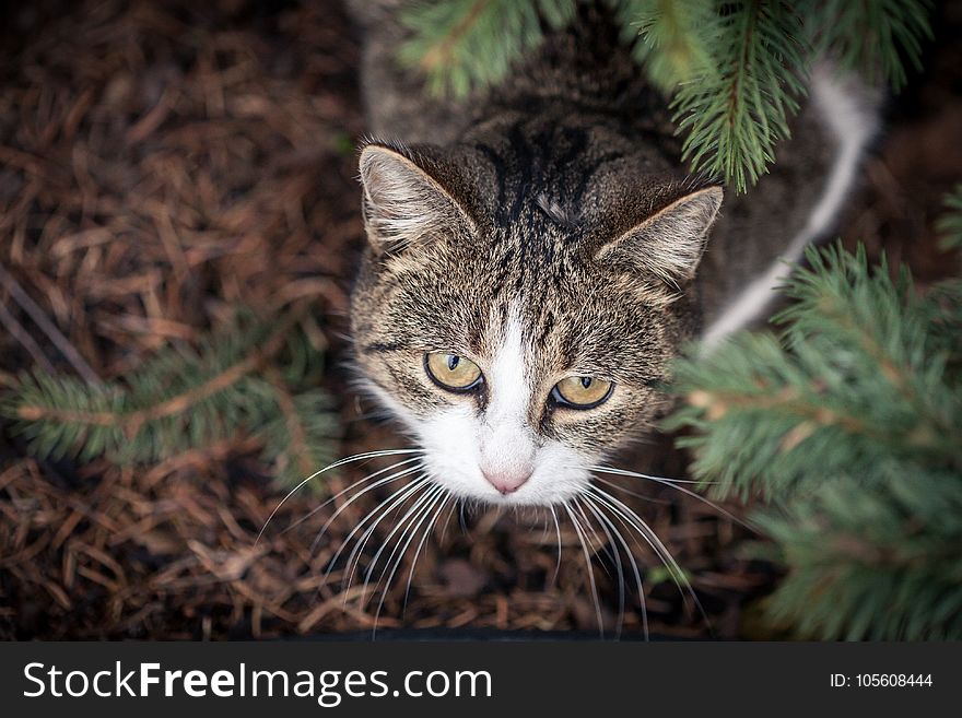 Selective Focus Photo of Gray and White Tabby Cat