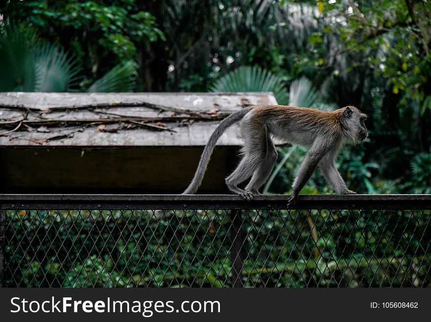 Animal, Fence, Macaque