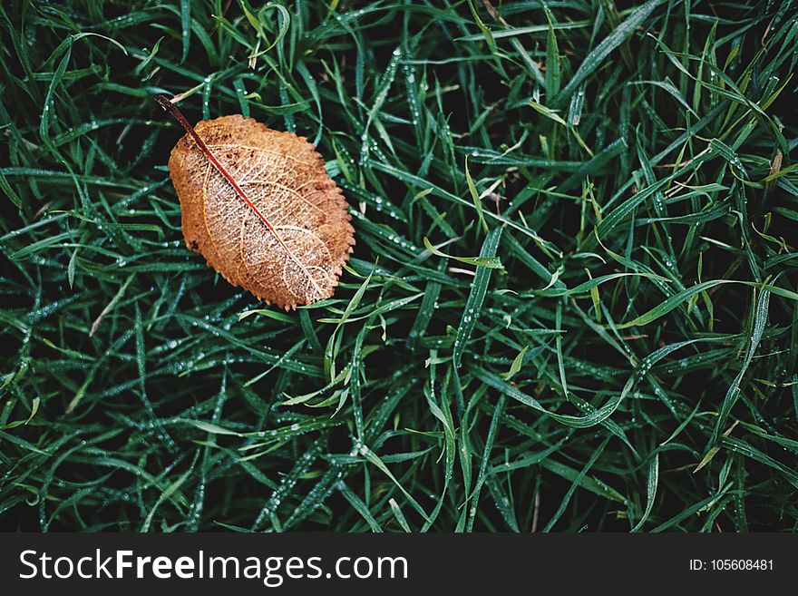 High Angle Photography of Brown Leaf on Grass