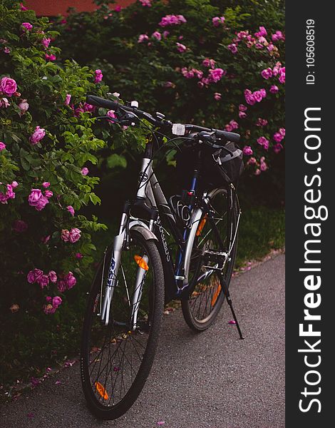 Bicycle, Bike, Bloom