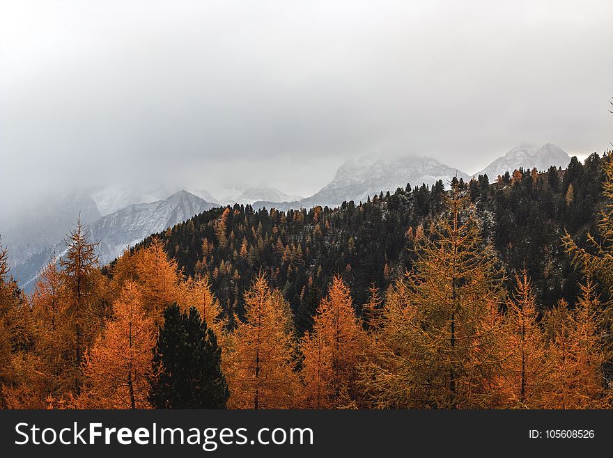 Landscape Photography of Brown Pine Trees