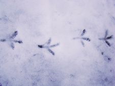 A Chain Of Small Bird Tracks On The Fog Of Melting White Snow. Royalty Free Stock Image
