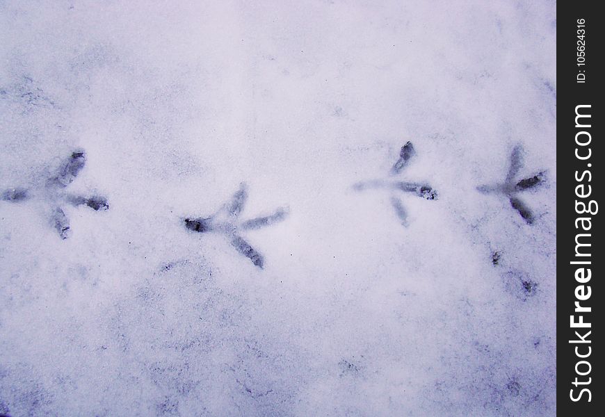 When the snow becomes soft from heat, traces of animals in the snow are clearly visible. When the snow becomes soft from heat, traces of animals in the snow are clearly visible.