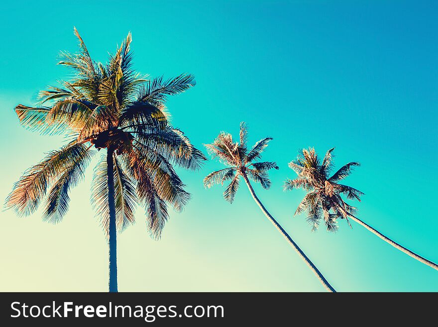 Coconut tree with blue sky summer ,spring wallpaper nature background cross process filter effect. Coconut tree with blue sky summer ,spring wallpaper nature background cross process filter effect