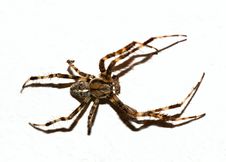 Brown Spider Cut-out Royalty Free Stock Photography Brown Spider Cut-out Royalty Free Stock Photography