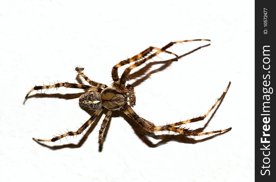 Close-up of a spider on a white surface. Close-up of a spider on a white surface