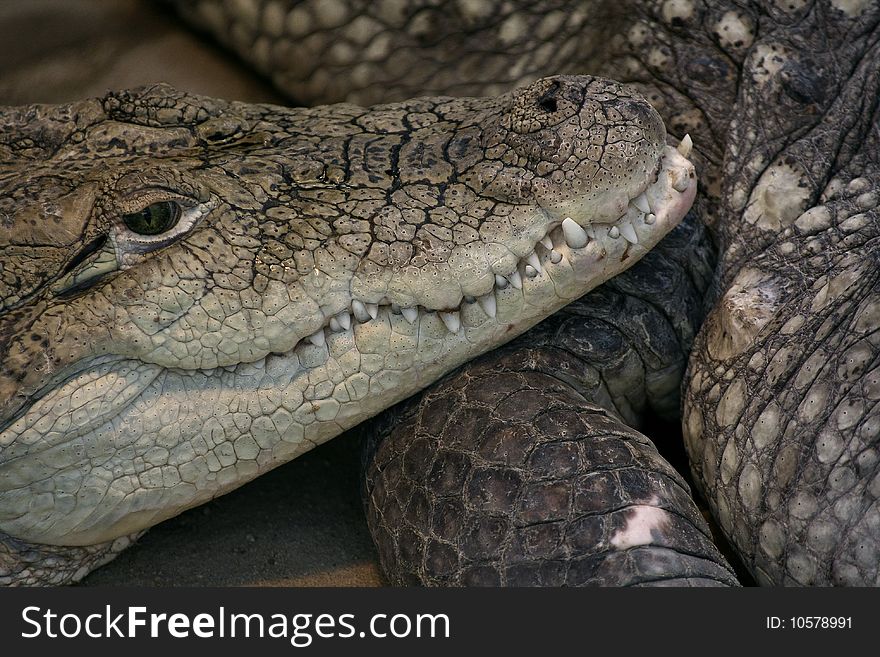 Redoubtable look of crocodile mouth. Redoubtable look of crocodile mouth