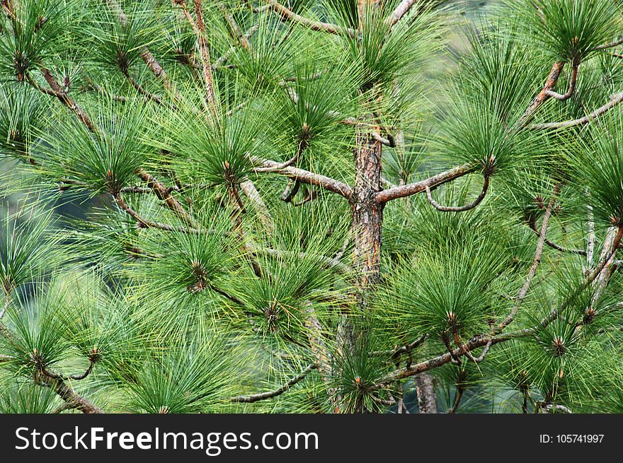 Tree With Green Leaves