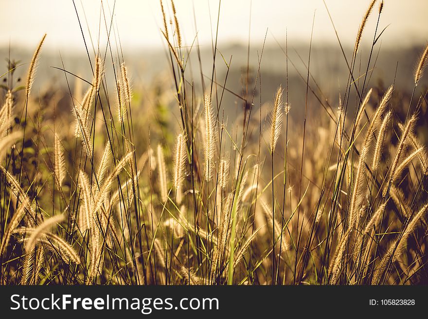 Brown Field