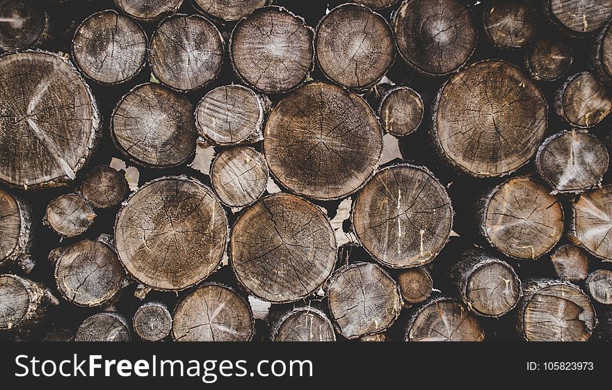 Bunch Of Wood Stumps