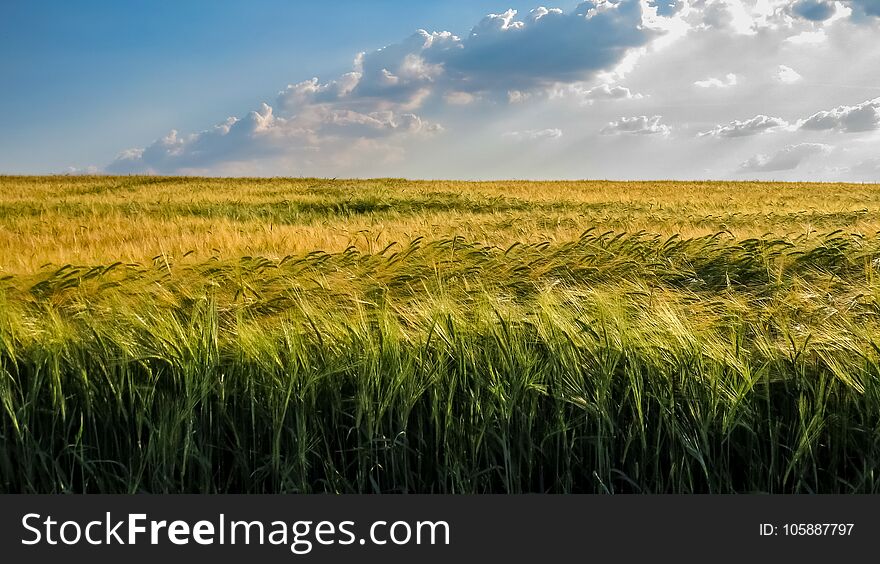 Yellow and green wheat field with blue sky and clouds.