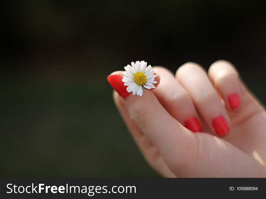 Finger, Nail, Flower, Hand