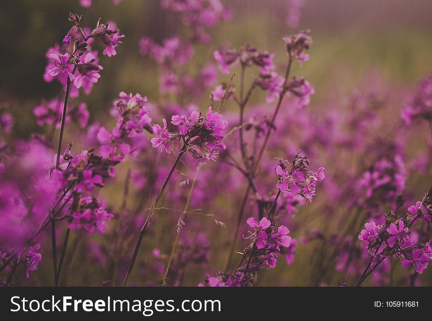 Selective Focus Photography of Pink Flowers