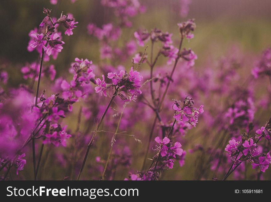 Selective Focus Photography Of Pink Flowers