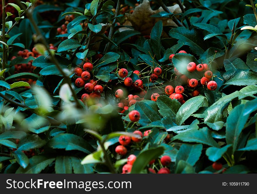 Red Fruit Surrounded By Leaves