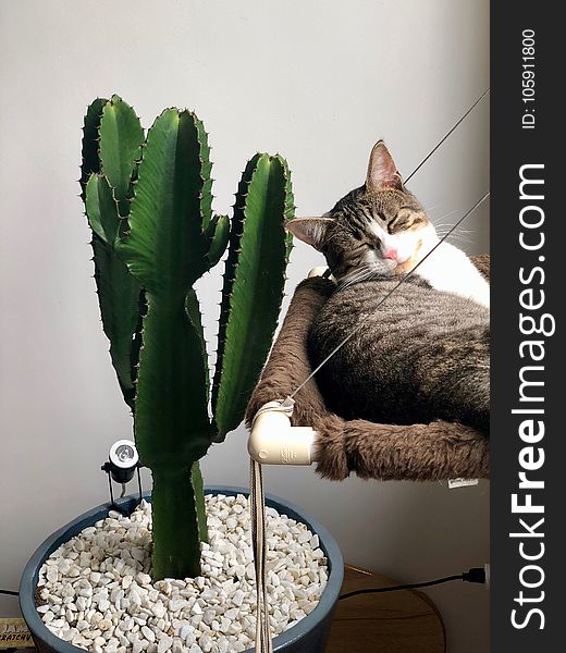 Grey Tabby Cat Laying Beside Green Cactus
