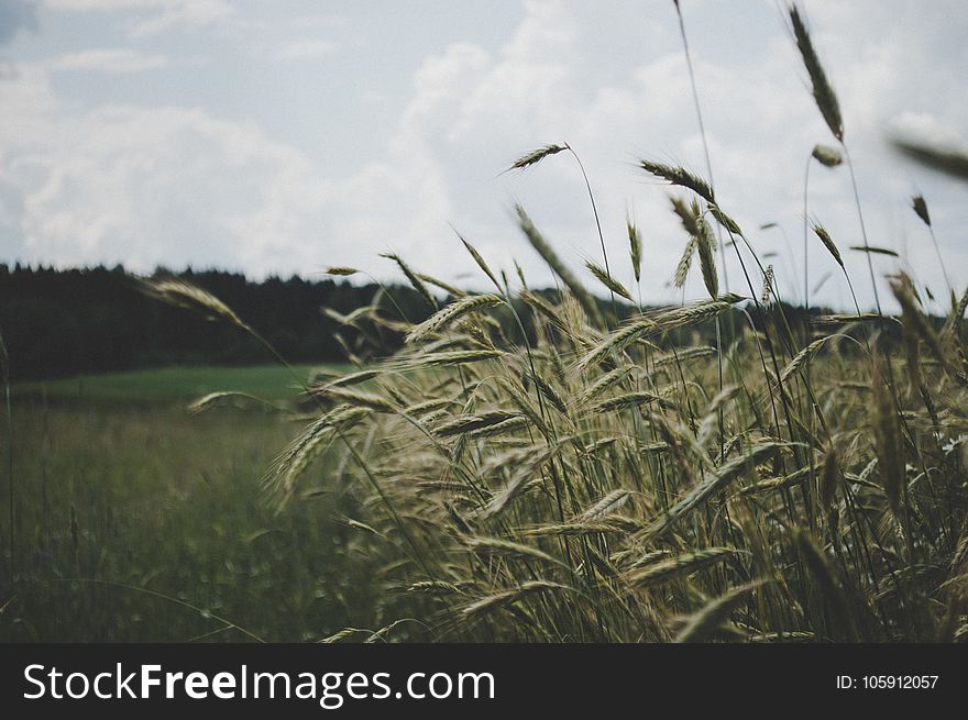 Selective Focus Photo of Wheat Plant Under Cloudy Sky
